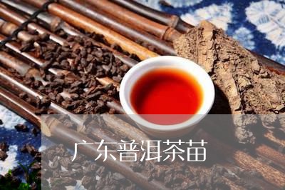 广东普洱茶苗/2023042715048