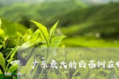 广东最大的白茶树在哪里/2023102569693