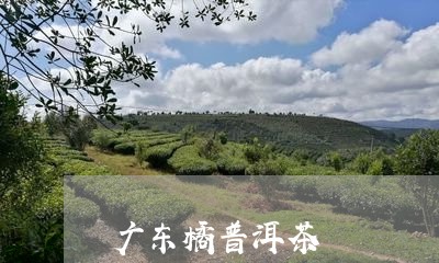 广东橘普洱茶/2023042843874