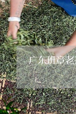 广东班章老茶/2023090754724