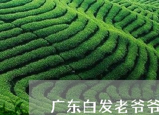 广东白发老爷爷喝普洱茶/2023112835250