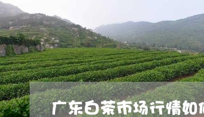 广东白茶市场行情如何样/2023102573836