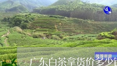 广东白茶拿货价多少钱/2023093006038