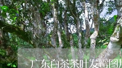 广东白茶茶叶发霉图片/2023093032260