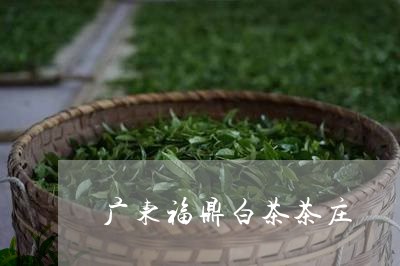 广东福鼎白茶茶庄/2023062075939