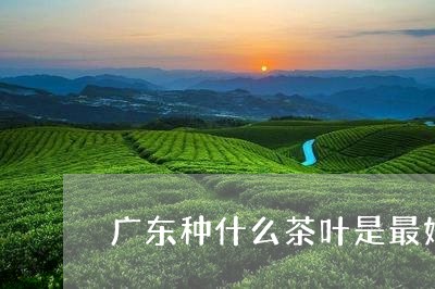 广东种什么茶叶是最好/2023092225251