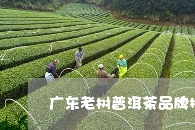 广东老树普洱茶品牌排行/2023081738493