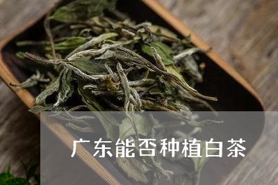 广东能否种植白茶/2023062010514