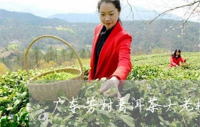 广东芳村普洱茶大老板/2023062283059