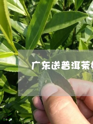 广东送普洱茶好吗多少钱/2023110592724