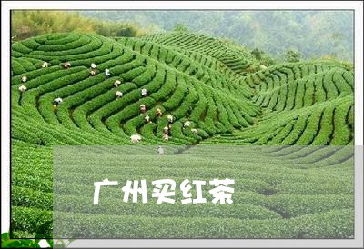 广州买红茶/2023110925715