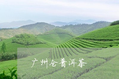 广州仓普洱茶/2023042705148