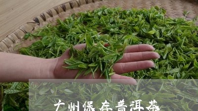 广州保存普洱茶/2023112662815