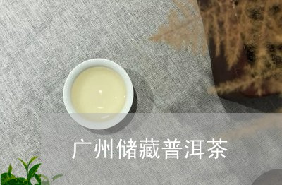 广州储藏普洱茶/2023101624046