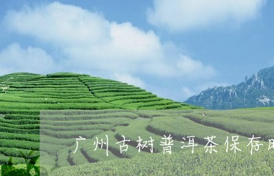 广州古树普洱茶保存时间/2023112837140