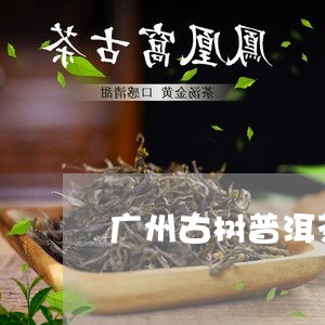 广州古树普洱茶零售商家/2023081488161