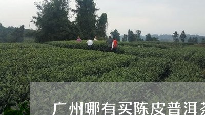 广州哪有买陈皮普洱茶/2023080158162