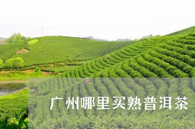 广州哪里买熟普洱茶/2023071003028