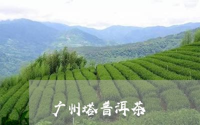 广州塔普洱茶/2023042791761