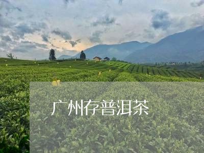 广州存普洱茶/2023042920963