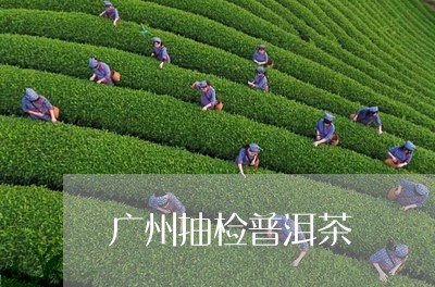 广州抽检普洱茶/2023112611514