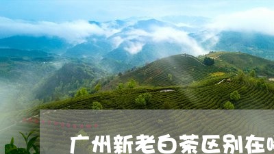 广州新老白茶区别在哪里/2023102527694