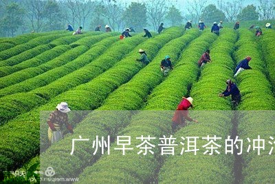 广州早茶普洱茶的冲泡方法/2023110262816