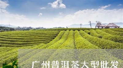 广州普洱茶大型批发/2023091315047