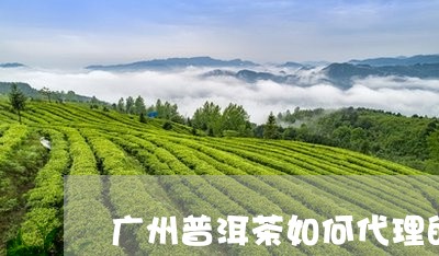 广州普洱茶如何代理的/2023092508270