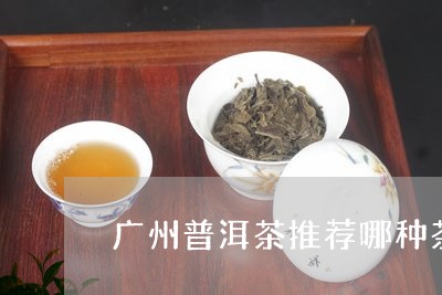 广州普洱茶推荐哪种茶饼/2023110574895