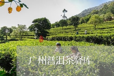 广州普洱茶驿库/2023102628369