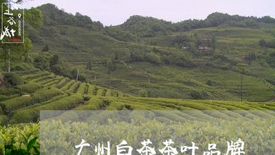 广州白茶茶叶品牌/2023062013815