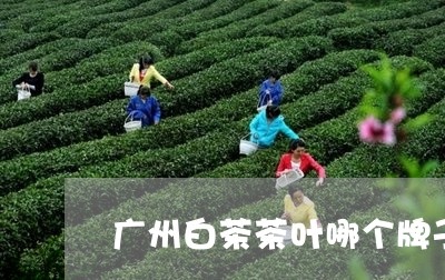 广州白茶茶叶哪个牌子好/2023102580505