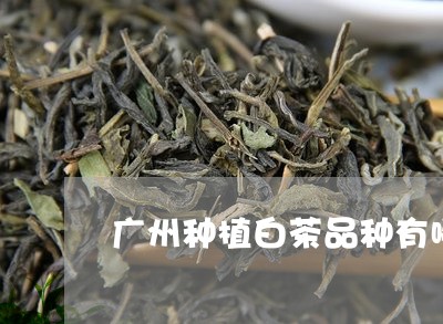 广州种植白茶品种有哪些/2023102574715