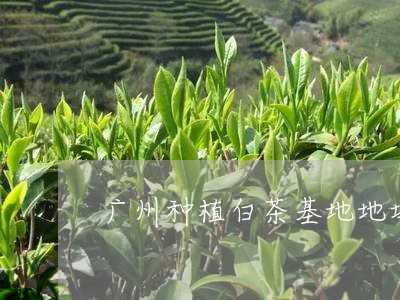 广州种植白茶基地地址/2023093088482