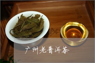 广州老普洱茶/2023042775404