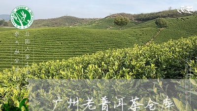 广州老普洱茶仓库/2023101607472