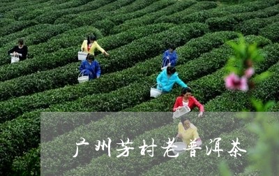 广州芳村老普洱茶/2023101640906