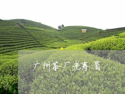 广州茶厂老寿眉/2023112485258