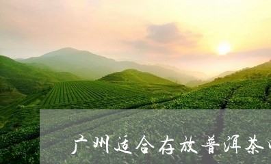 广州适合存放普洱茶吗/2023100604847