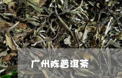 广州陈普洱茶/2023042794985