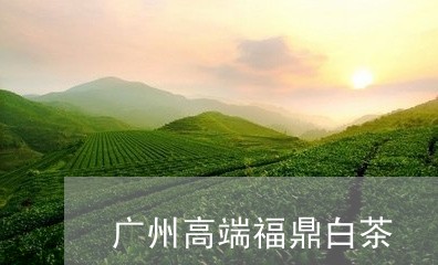 广州高端福鼎白茶/2023112680505