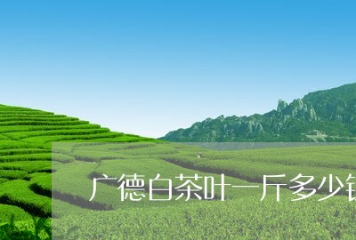 广德白茶叶一斤多少钱/2023093011703