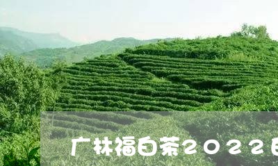 广林福白茶2022白牡丹/2023111664074