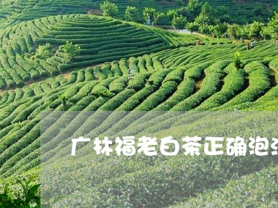 广林福老白茶正确泡法/2023093019625