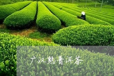 广汉熟普洱茶/2023042647252