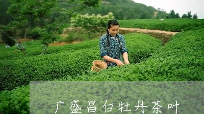 广盛昌白牡丹茶叶/2023090644836