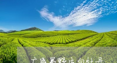 广盛昌野生白牡丹/2023090651603