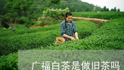 广福白茶是做旧茶吗/2023102541402