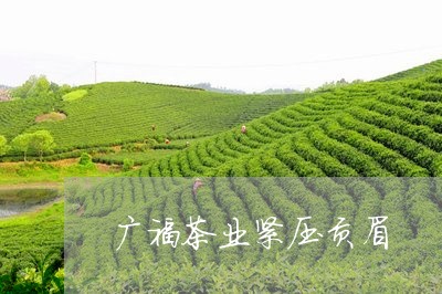 广福茶业紧压贡眉/2023090790393